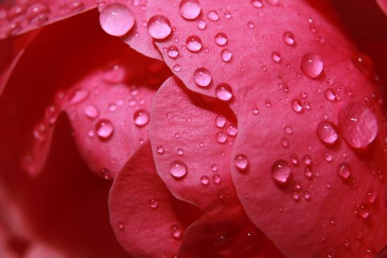 Blüte mit Regentropfen van Tobias Hase