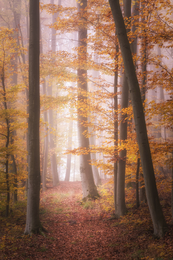 Autumn Woodland in Fog van Tobias Luxberg