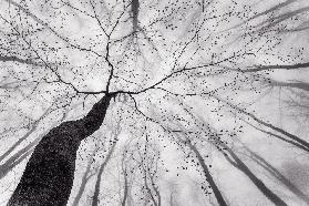 A view of the tree crown