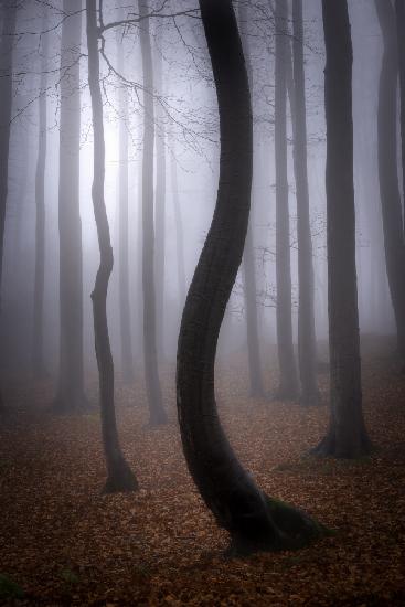 Foggy Autumn