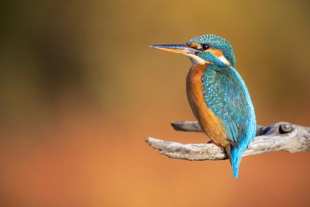 Lady Kingfisher !