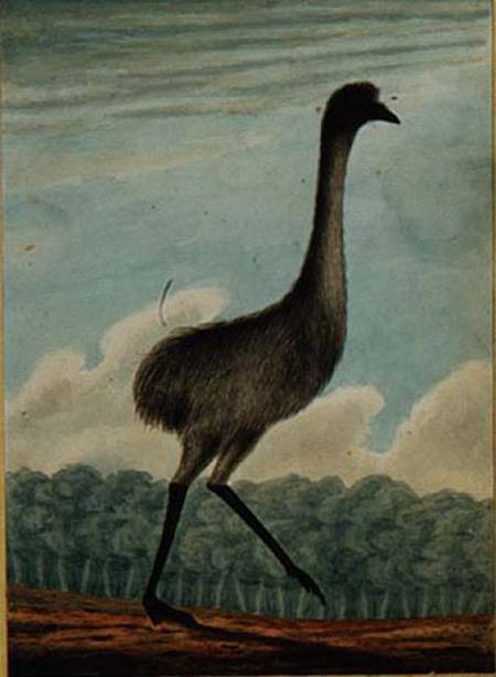 The Emue (sic) van T.R. Browne