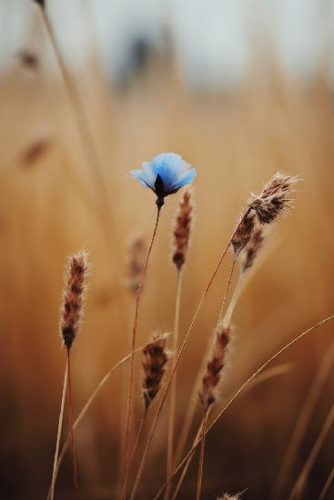 Blue Corn Flower