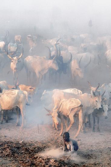 Khartoum cattle camp