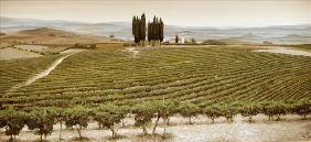 Tree Circle, Tuscany