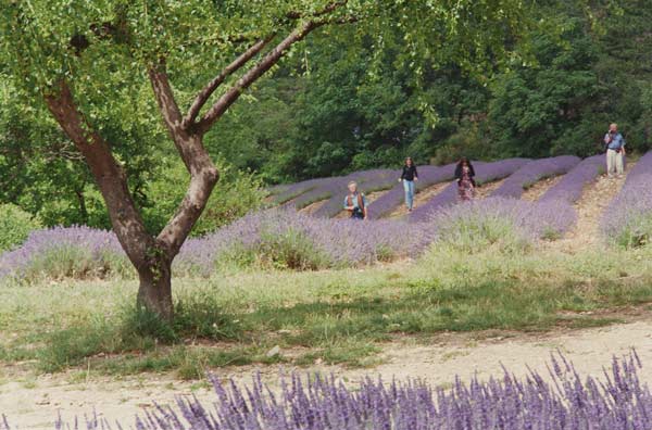 Tree in Lavender Field, in the Grounds of Abbaye Senanque, Provence, France, 1999 (photo)  van Trevor  Neal