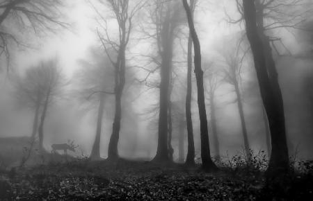 foggy forest