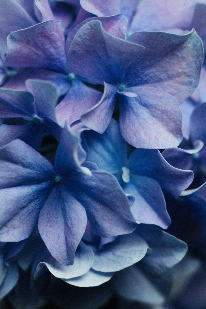 Dancing Petals - Lilac Hydrangea van uplusmestudio