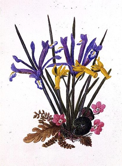 Iris reticulata, Cyclamen and Narcissus cyclamineus (w/c on paper)  van Ursula  Hodgson