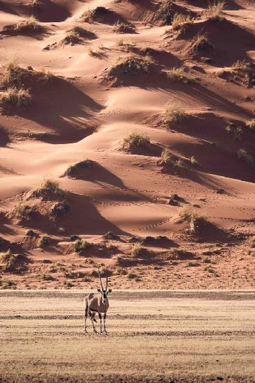 A sunset walk in the desert