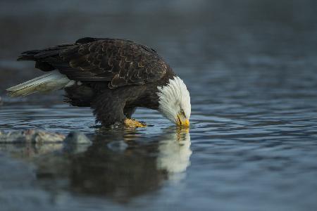 Bald eagle drink