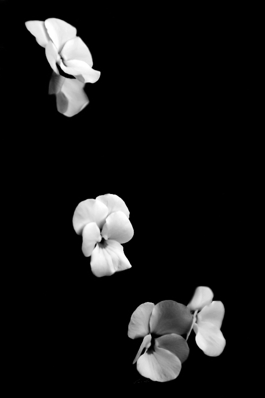 Blüten van Carmen Varo