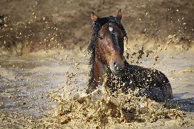 horse in water