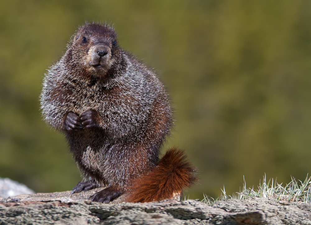 Woodchuck, Marmota monax van Verdon