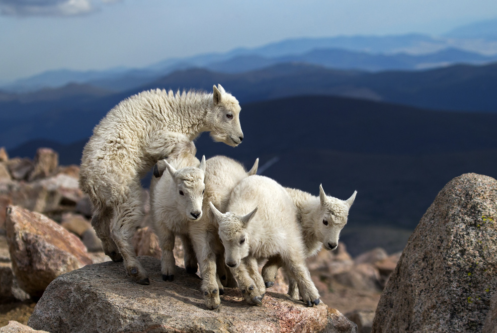 Baby Goats at play van Verdon
