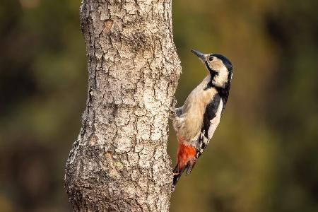 Syrian woodpecker