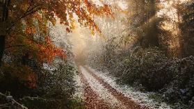 Frosty Fall