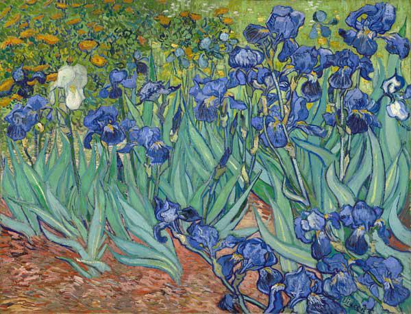 Irissen  - Vincent van Gogh
