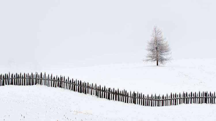 The larch behind the fence van Vito Miribung