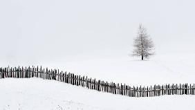 The larch behind the fence