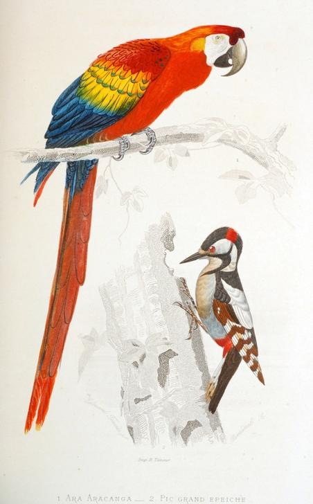 Scarlet Macaw a.o. van Vittorio Zecchin