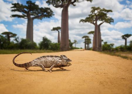 Malagasy Chameleon