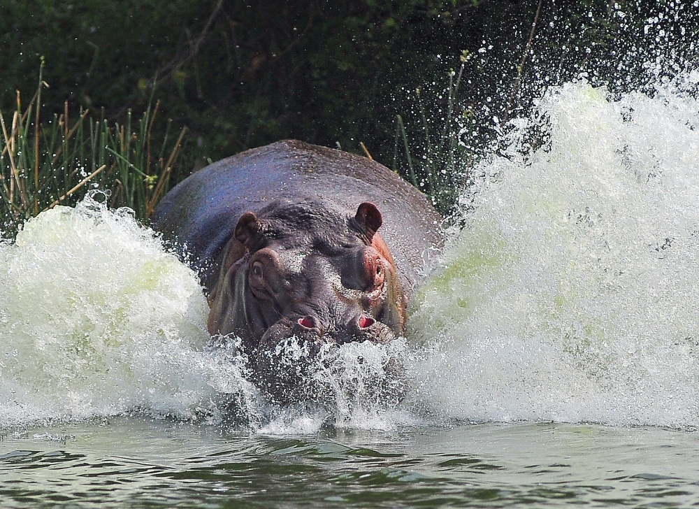 Its Not A Bird, Its Not A Plane, Its An ANGRY Hippo ! van Wayne Pearson