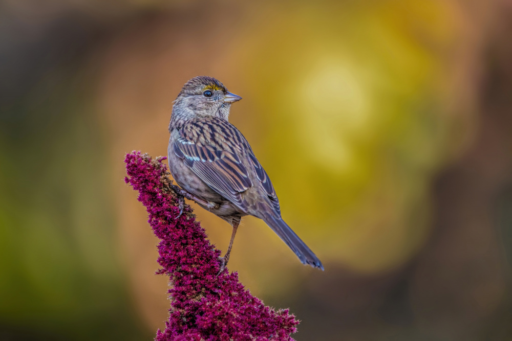 Golden-crowned Sparrow van Wei Liu