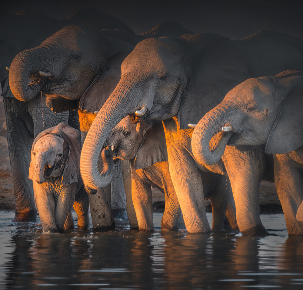 Elephants van Willa Wei