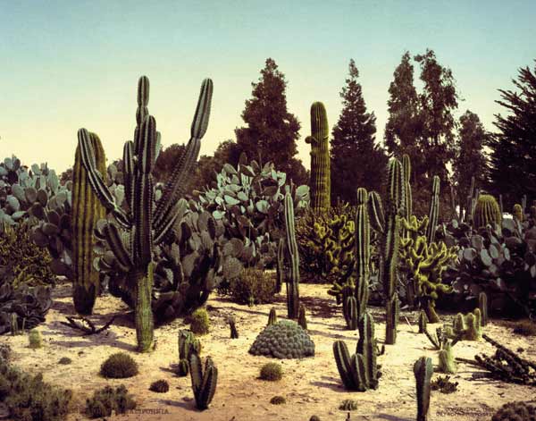 Cactus Garden / California / Photo, 1902 van William Henry Jackson