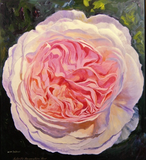 Victorian Rose van William  Ireland