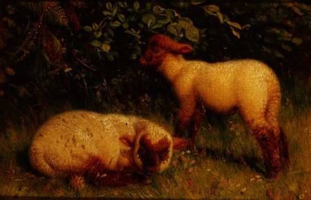 Lambs van William J. Webb or Webbe