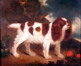 King Charles Spaniel