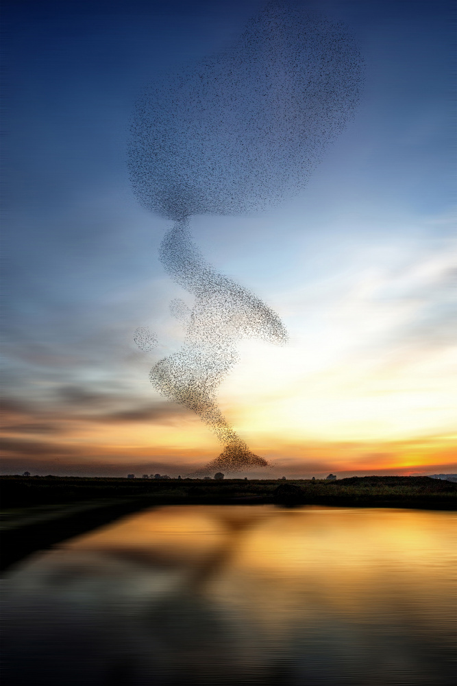 The starling dance van Wilma Wijers Smeets