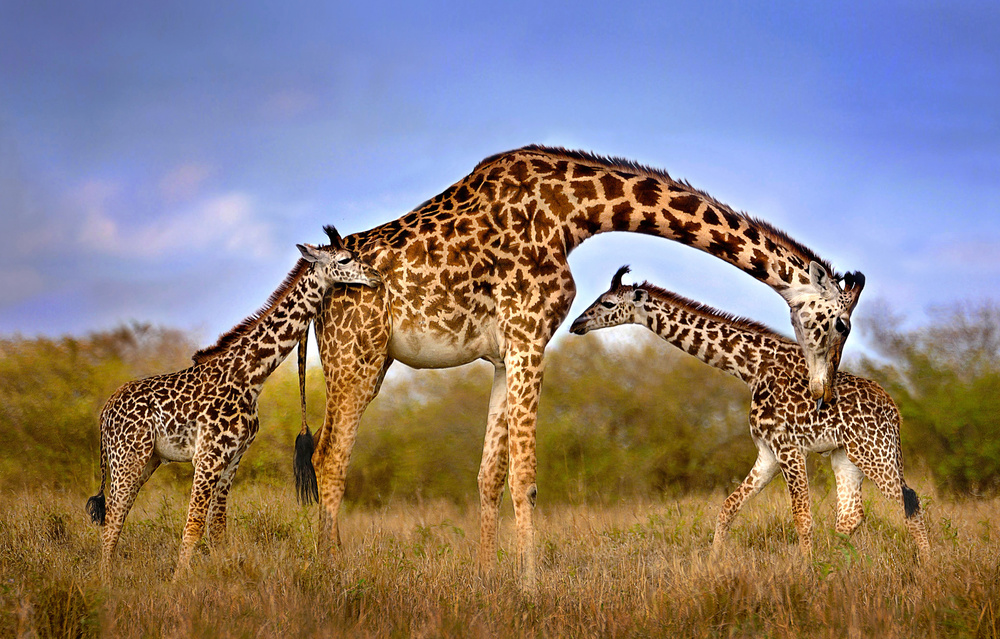 Giraffe with cubs van Xavier Ortega