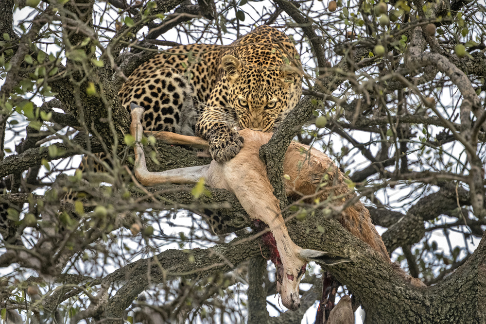 Leopard with prey van Xavier Ortega