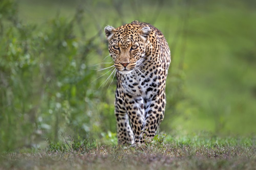 Patrolling leopard van Xavier Ortega