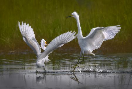 Two snowy egrets