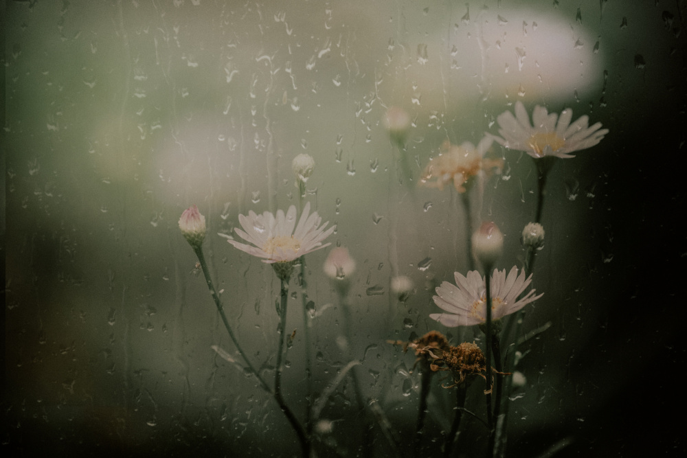 daisy in rain van YoungIl Kim