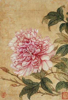 Peony