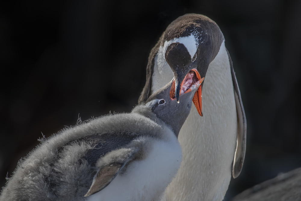 Penguin mom feeding molting baby van Yun Wang